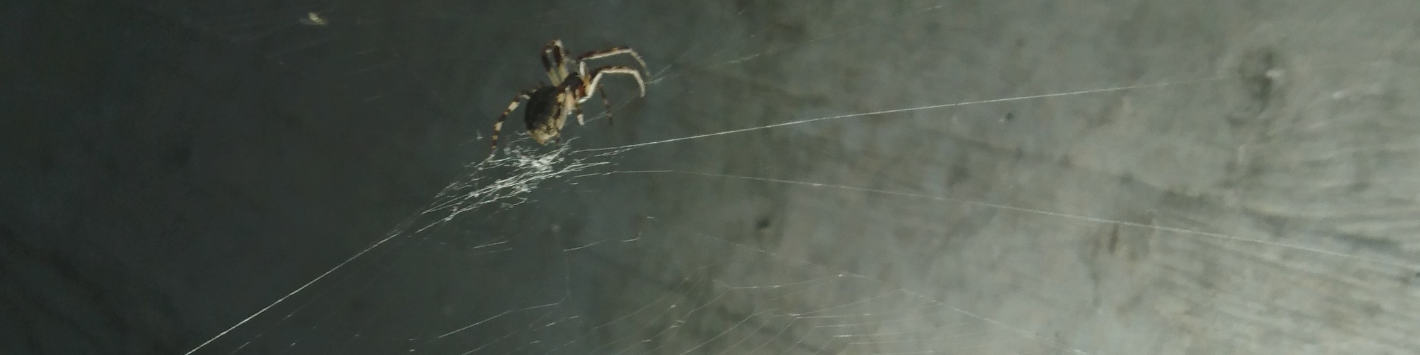 spinnenangst arachnophobie arachnophobia hilfe